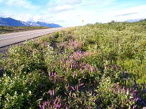 153.wildflowersonhualroad.jpg